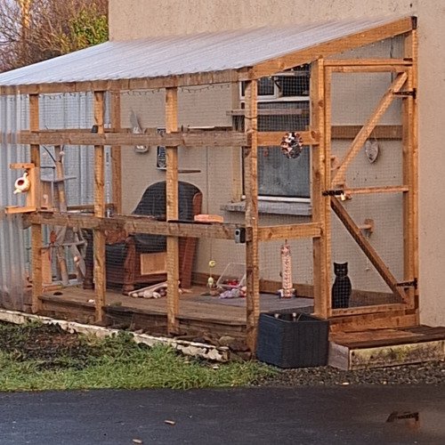 I built a catio for my cats to live & play in.